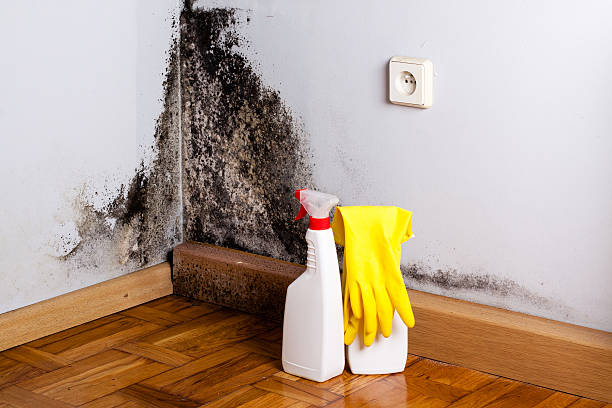 Best Mold Documentation for Insurance Claims  in Monroe Manor, NJ